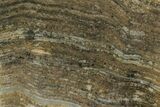 Polished Strelley Pool Stromatolite Slab - Billion Years Old #221665-1